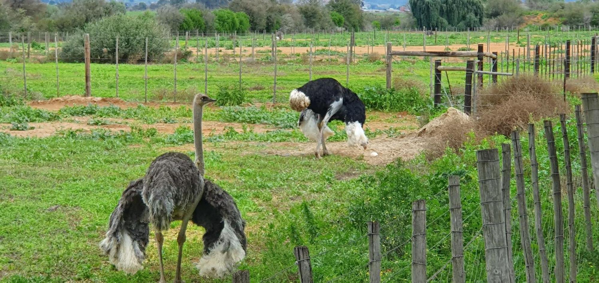 הוילה אאודטסהורן Karoo Leeu Self Catering מראה חיצוני תמונה