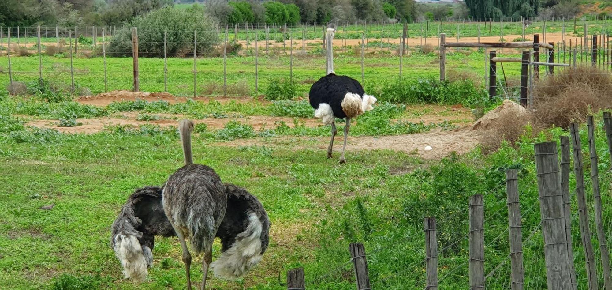 הוילה אאודטסהורן Karoo Leeu Self Catering מראה חיצוני תמונה